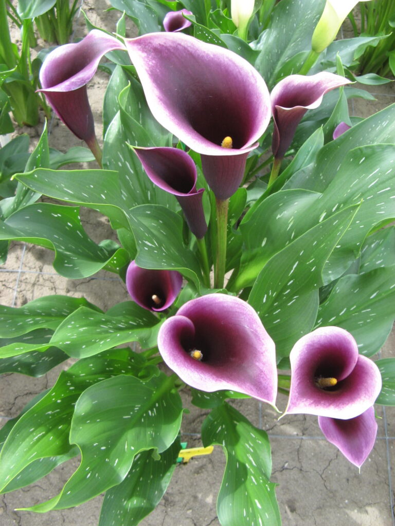 zantedeschia snijbloem cutflower potplant